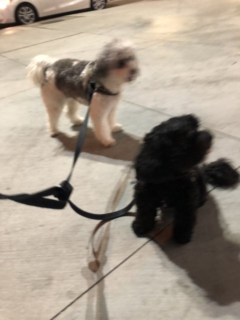Two Dogs on a Leash Taking a Stroll