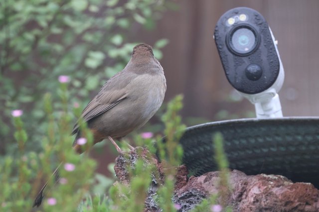 Bird Observing Security Camera in Garden Setting