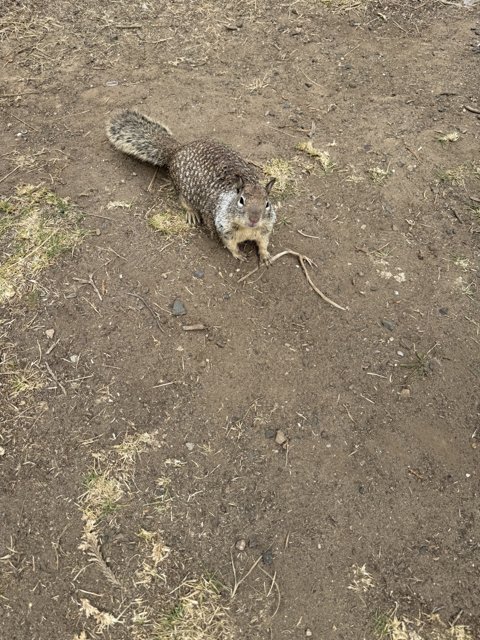 Curious Cambria Squirrel