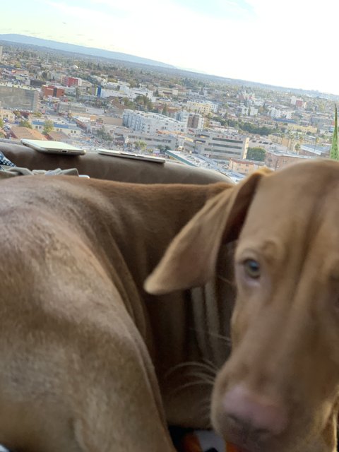 A Hound's View of LA