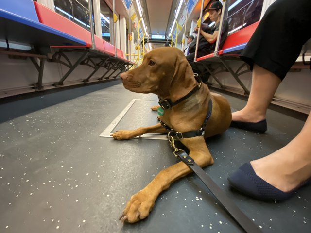 Subway Companion