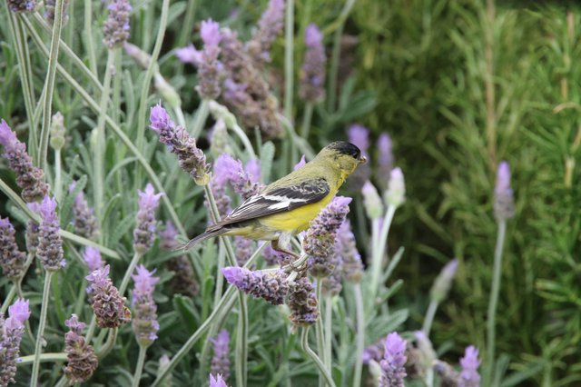 Lesser Goldfinch Perched on Lavender Flowers
