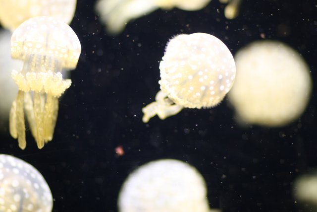 Sea Life in an Aquarium