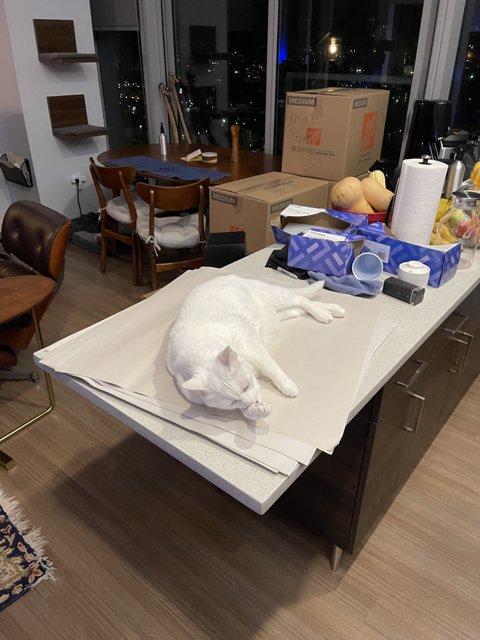 Feline Relaxation on a Hardwood Counter