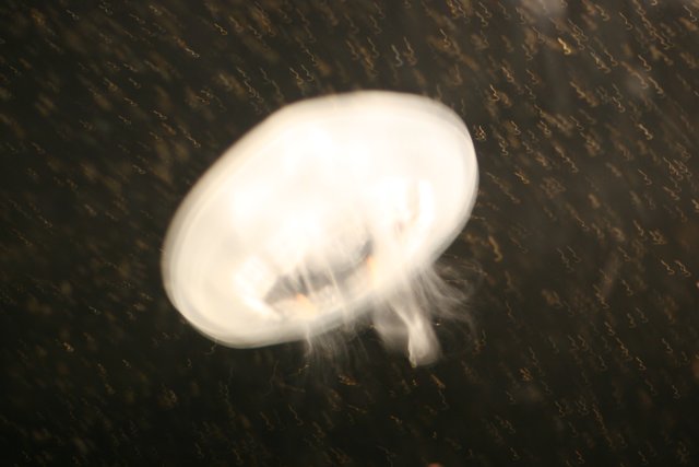 A Jellyfish's Aerial Adventure