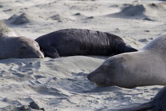 Elephant Seals Resting on Sandy Beach at Drakes Beach