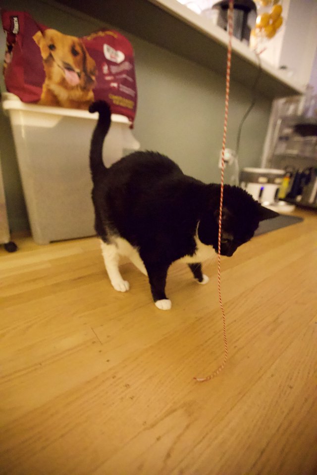 Black and White Kitten Playing with String Toy at Home