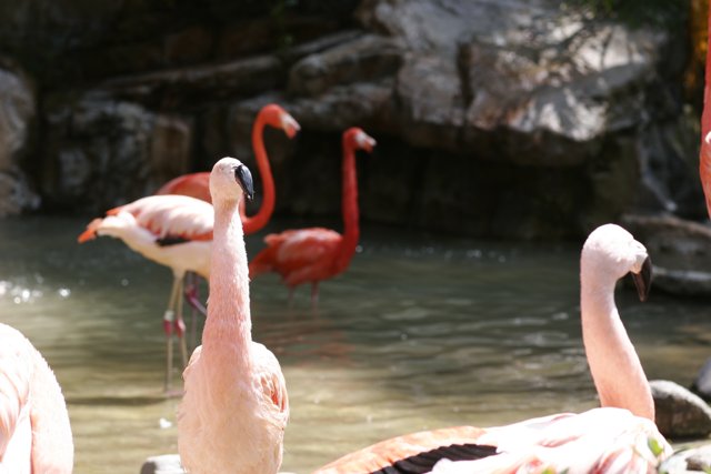 Flock of Flamingos in the Pond