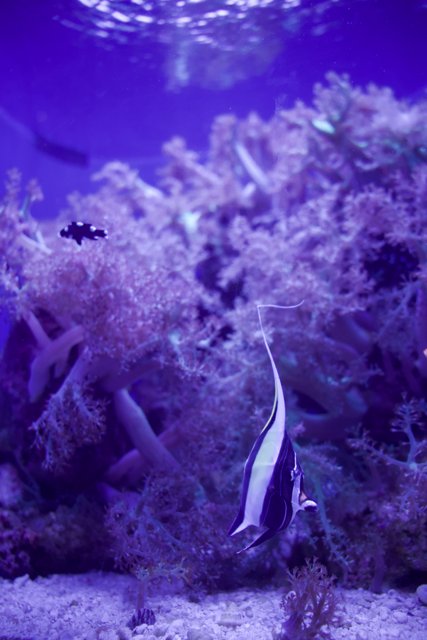 Underwater Wonders at Academy of Sciences
