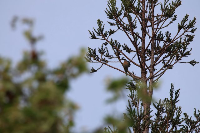 Small Bird Perched in Conifer Tree at Dusk