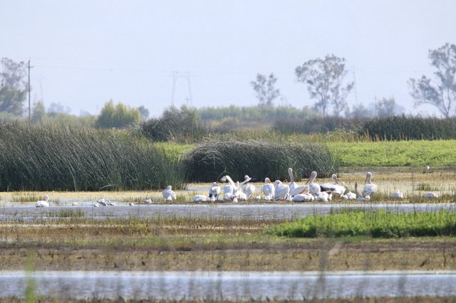 Flock of American White Pelicans at Wetland Refuge