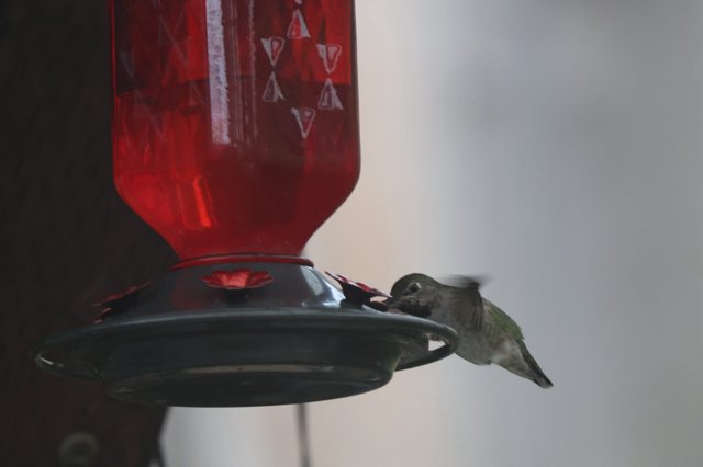 Hummingbird Feeding at Red Nectar Feeder