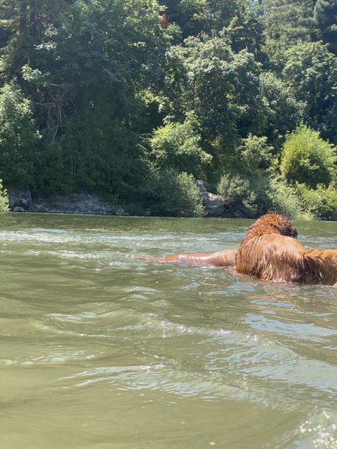 Brown Bear Taking a Dip in Monte Rio River