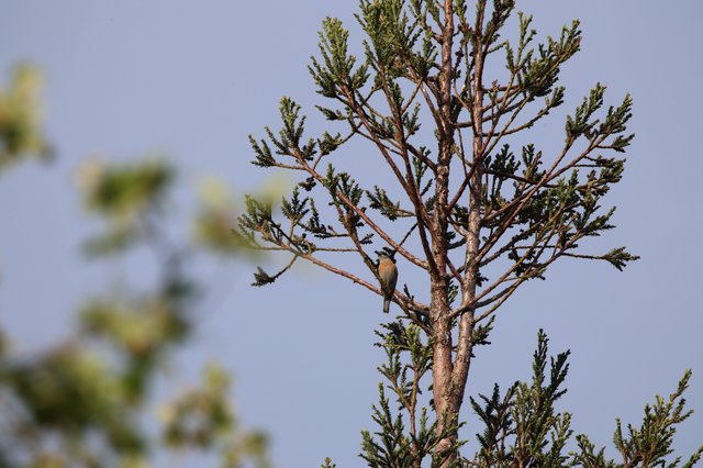 Cedar Waxwing Perched on Conifer Branch at Dusk