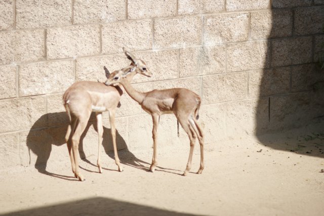 Two Gazelles Strike a Pose