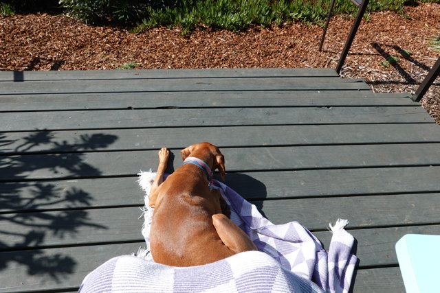 Relaxing Beagle on a Wooden Deck