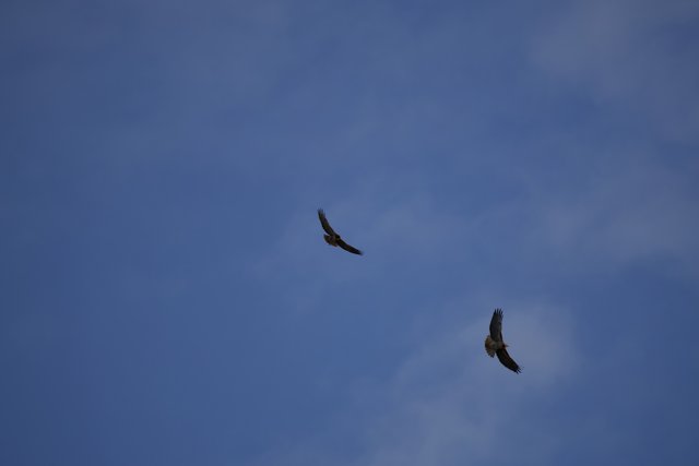 Duel in the Blue: Vultures of Lake Merced