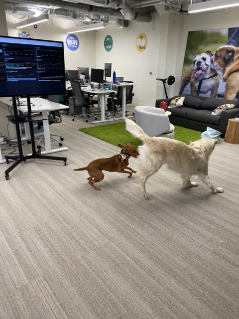 Canine Chaos in the Office