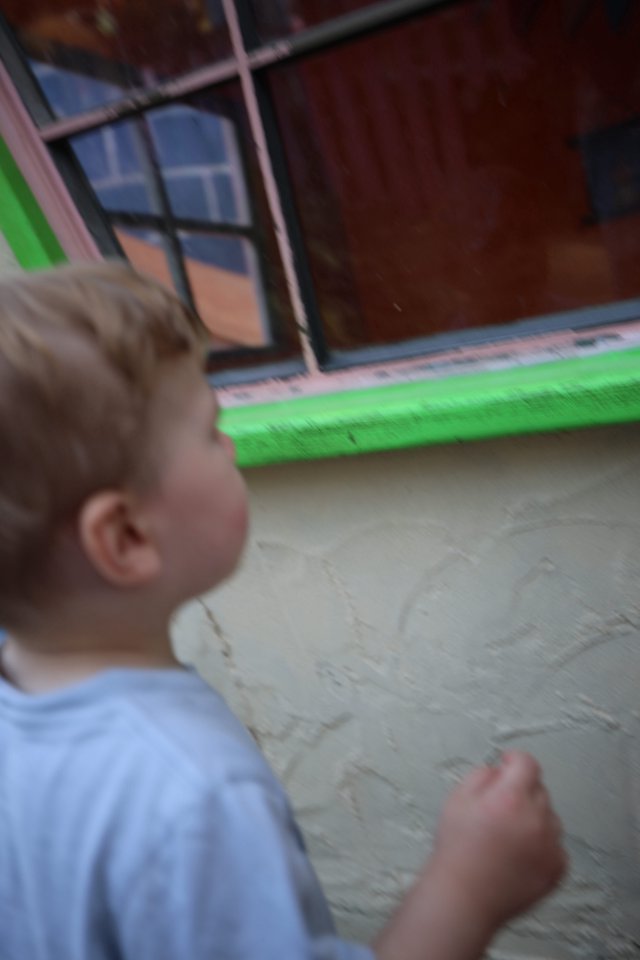 Young Child Gazing Through Glass Door at Fantasyland