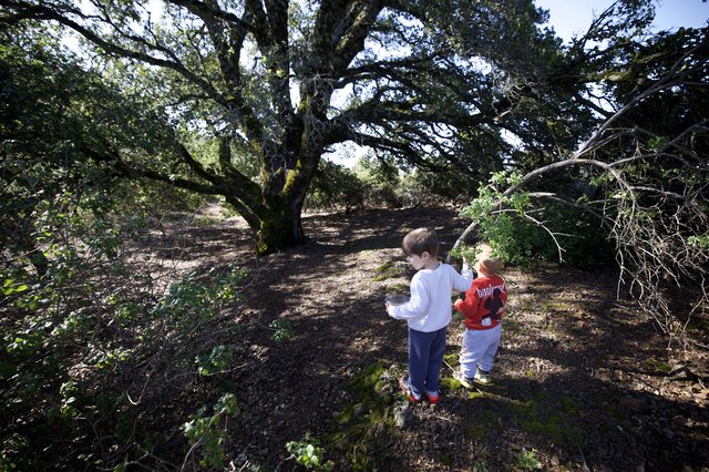 Two Children Exploring Ancient Oak Woodland Together