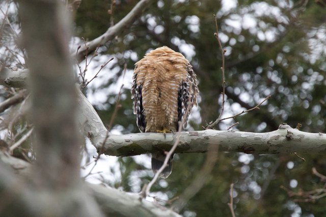 Red-shouldered Hawk Perched in Winter Trees