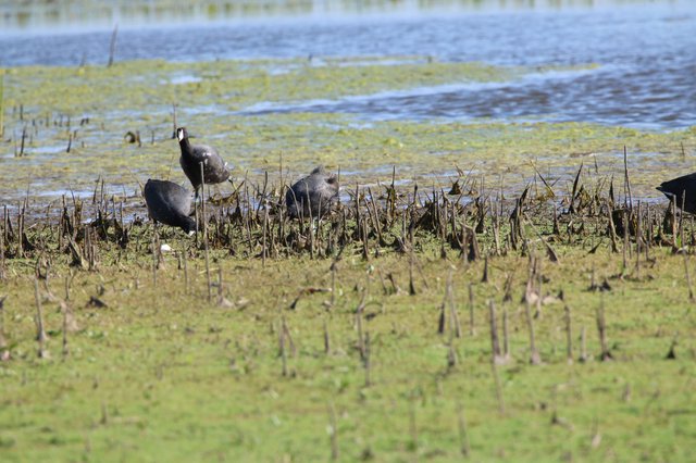 American Coots Foraging in Flooded Agricultural Wetlands