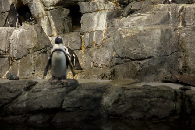 Majestic Penguin on Monterey Rock!