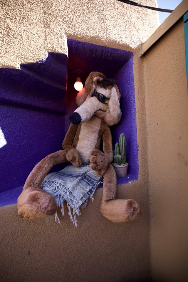 Plush Dog Relaxing in Purple Adobe Alcove