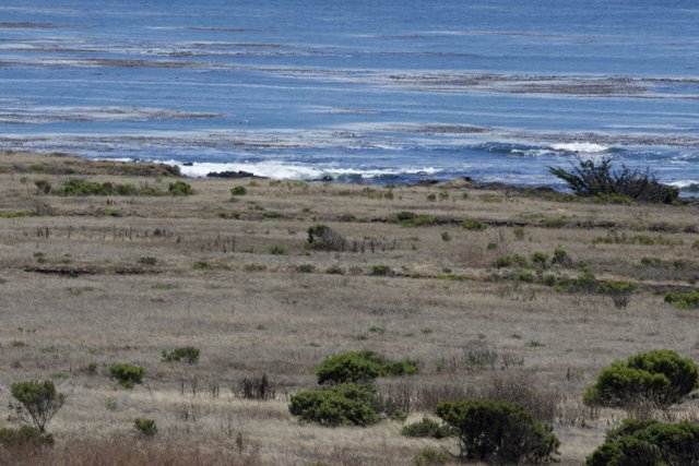 Coastal Serenity