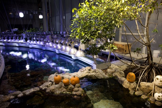 Pumpkin Pond Showcase - A Surreal Fall Display