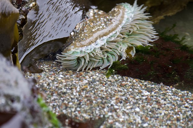 Sea Anemone Sprawled Open in Tidal Pool