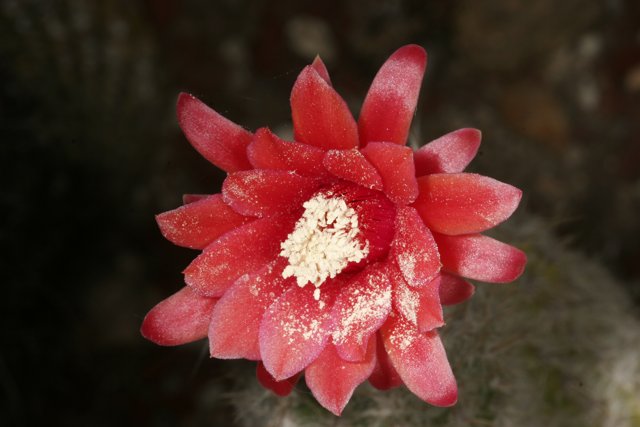 Red Flower on Cactus