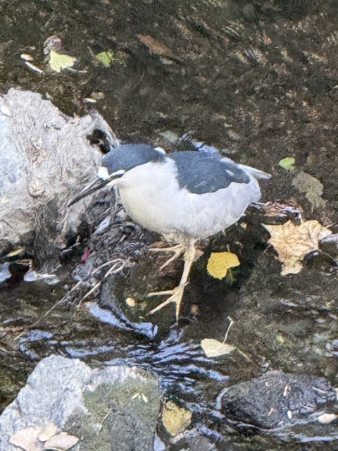 Tranquil Waterside Encounter