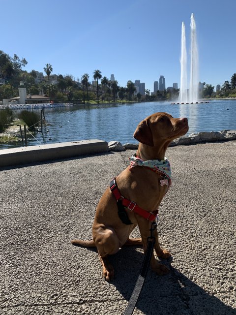 Serene Pup by the Fountain