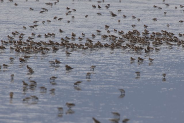 Dance of the Flock