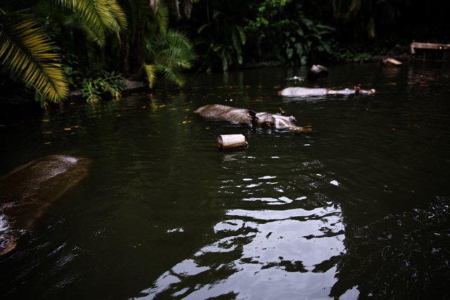 Splashing with Hippos at Disneyland