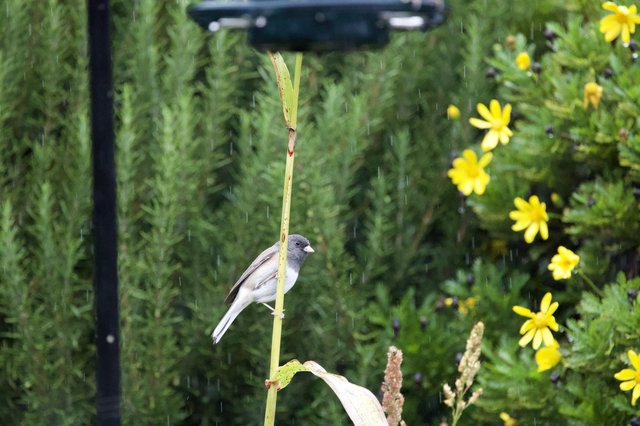 Dark-Eyed Junco Perched in Garden Rain