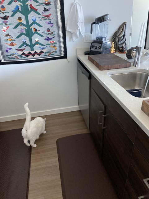 The White Kitchen Cat