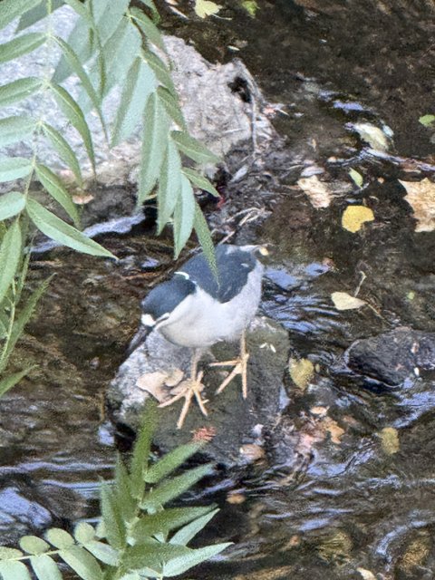 Quiet Observations by the Stream