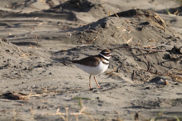 Killdeer Plover on Sandy Beach at Drakes Beach