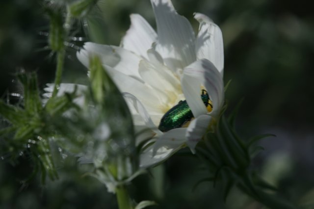 Green Beetle on White Geranium Flower