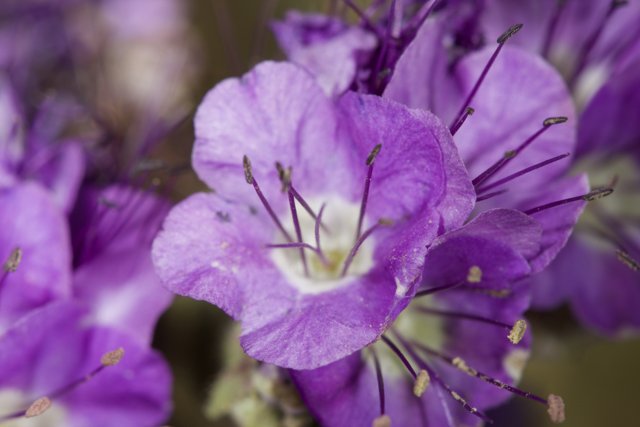 Purple Petunia with Pollen