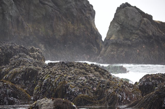 Mussel-Covered Rocks at Rugged Pacific Coastline