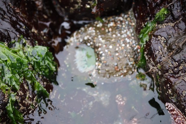 Barnacle-Encrusted Rock in Coastal Tide Pool