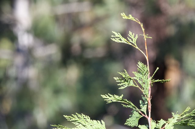 Sunlit Cedar Branch in Yosemite Winter Forest