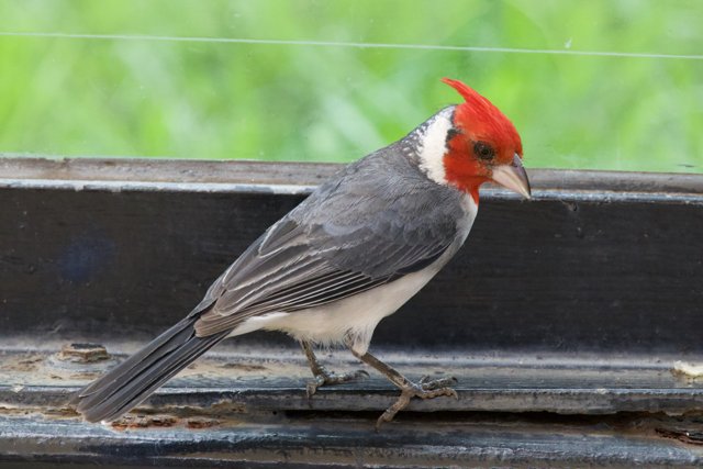 Striking Red-Crested Cardinal at Honolulu Zoo