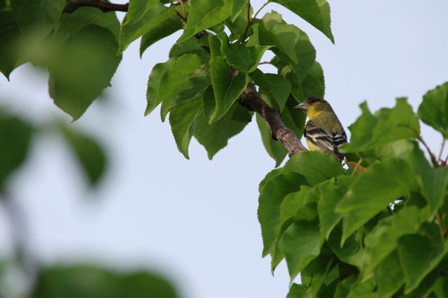 Yellow Finch Perched Among Fresh Green Birch Leaves