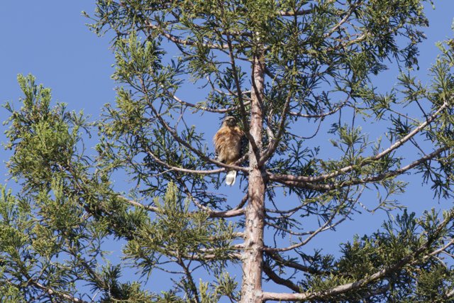 Perched Majesty