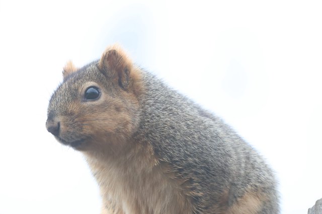 Alert Ground Squirrel Portrait in Natural Light