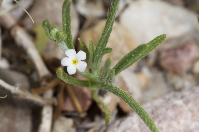 A Delicate White Flower in the Desert